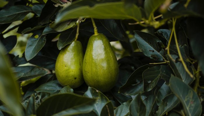 benefícios do abacate